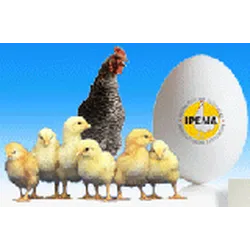 IPEMA (Indian poultry Equipment Manufacture's Association)